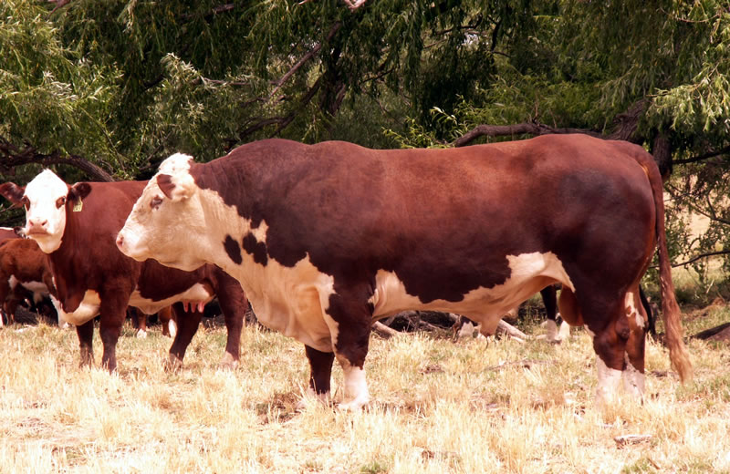 Stanford Cattle